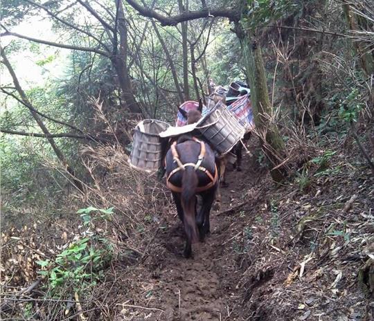 南澳马帮运输公司