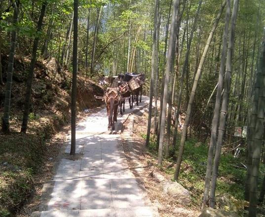 南澳马队运输公司