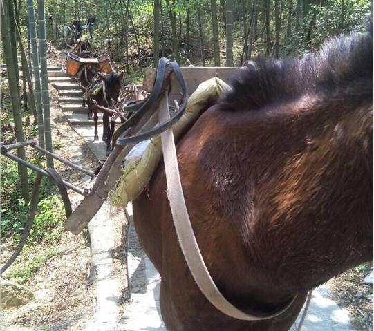 南澳骡马队运输