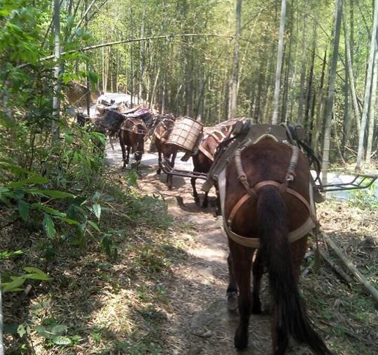 南澳骡马运输公司