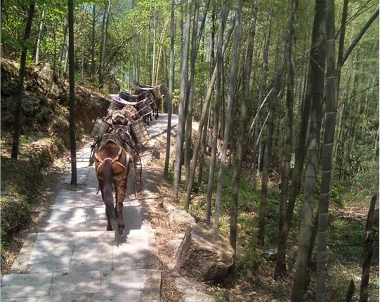 南澳山区骡马运输