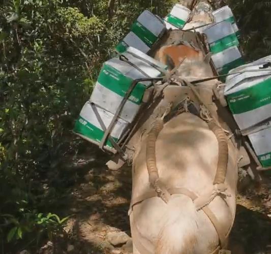 南澳骡马山路运输