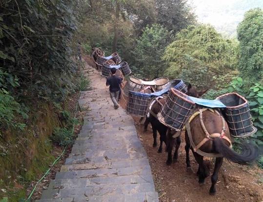 南澳骡马运输电话