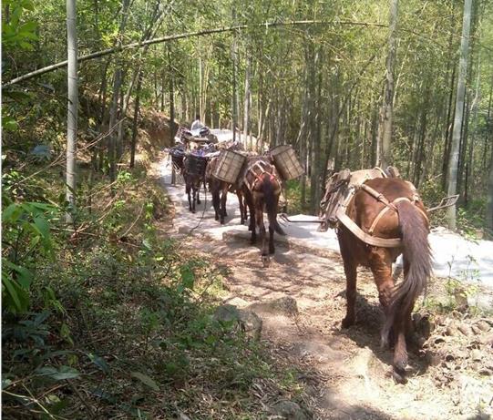 南澳马帮运输电话