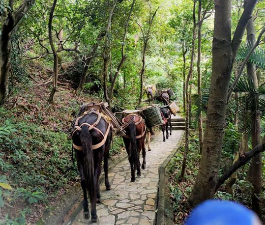 南澳马队运输电话