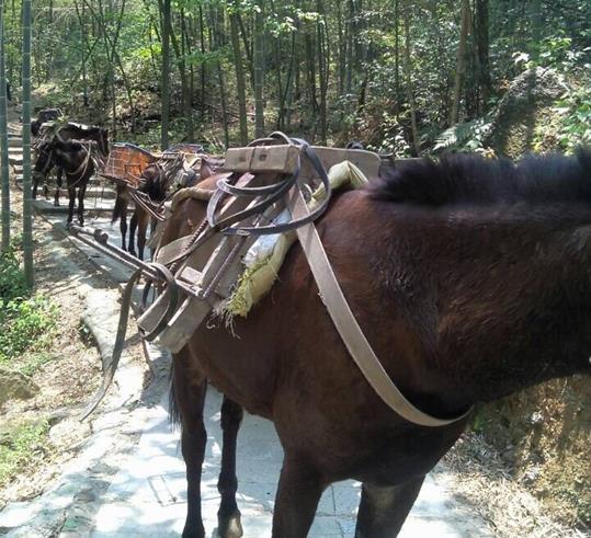 南澳山路骡马运输