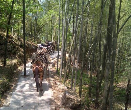 南澳山路马队运输