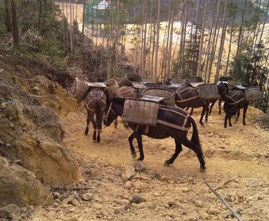 南澳山区马队运输